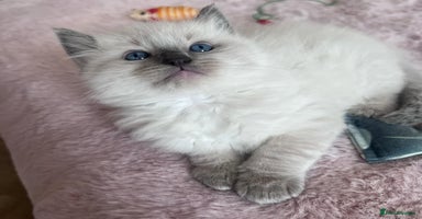 Ragdoll cats - Advert 4