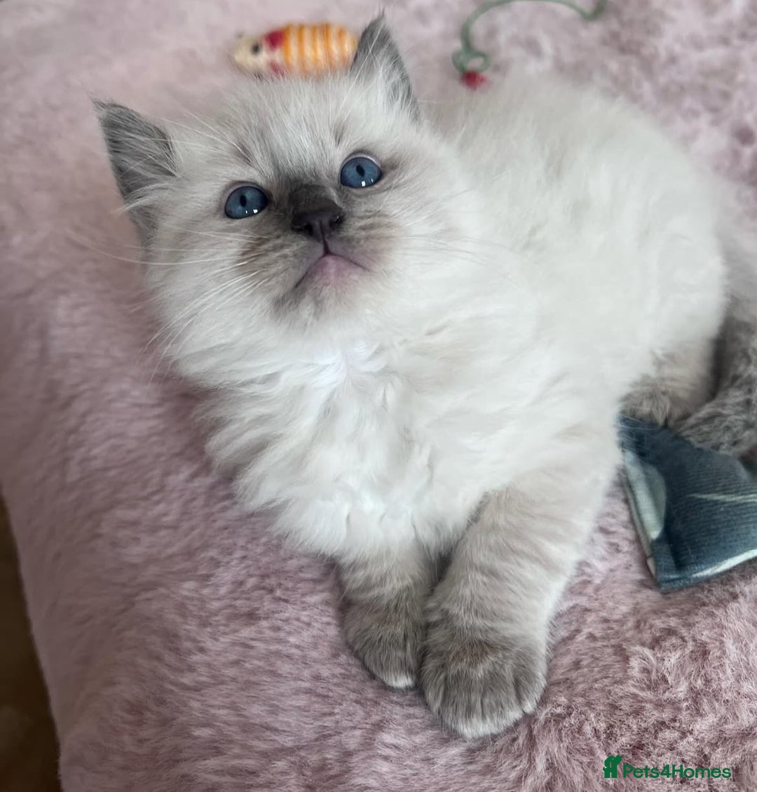 Ragdoll cats for sale: Ragdoll Bluepoint kittens  - Image 2