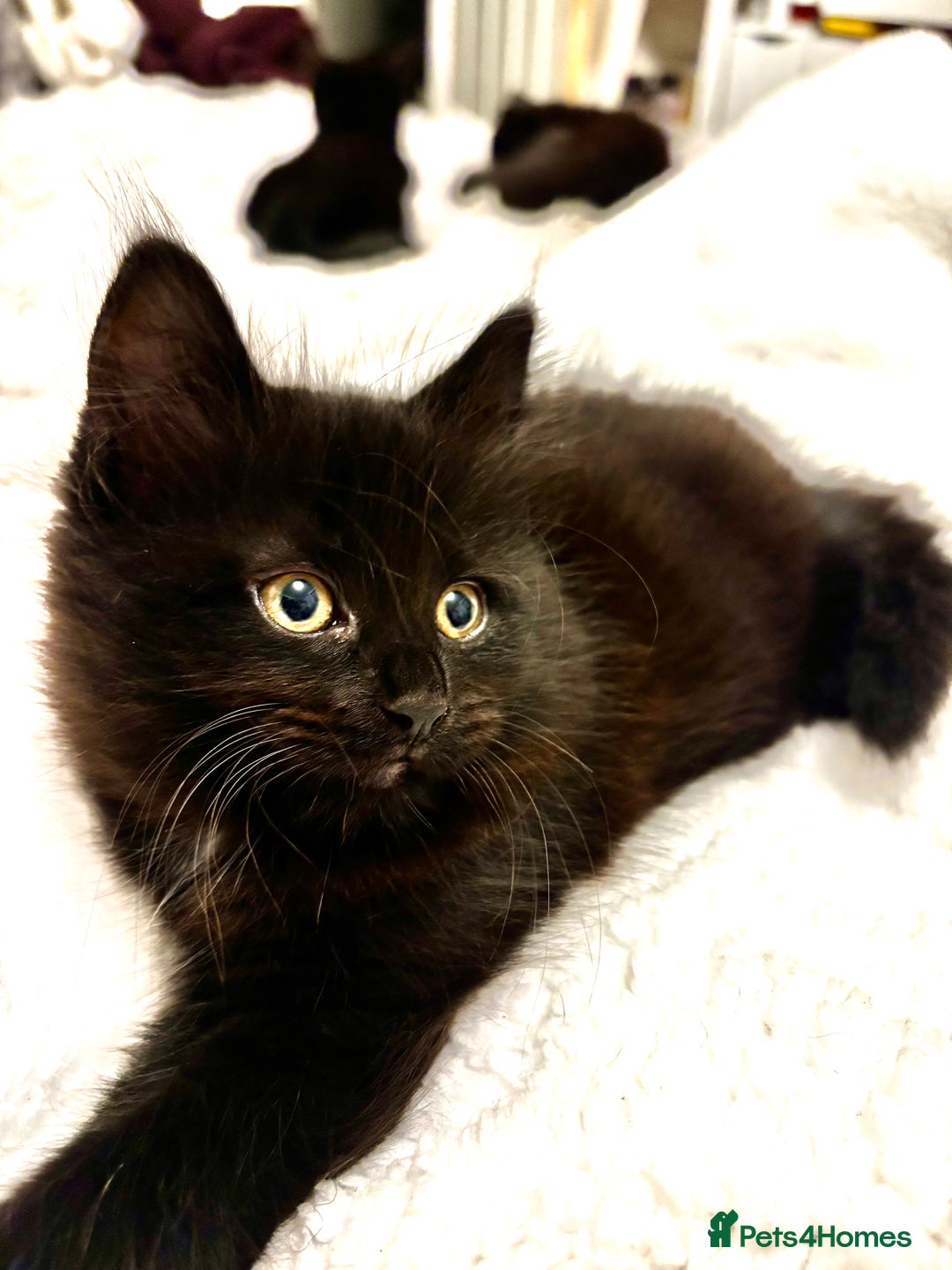 Mixed Breed cats for sale: Very fluffy, playful kittens - Advert 7