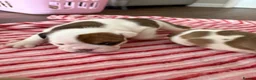 English Bulldog dogs for sale: 🔥READY NOW KC REG ENGLISH BULLDOG GIRL🔥 - Advert 15