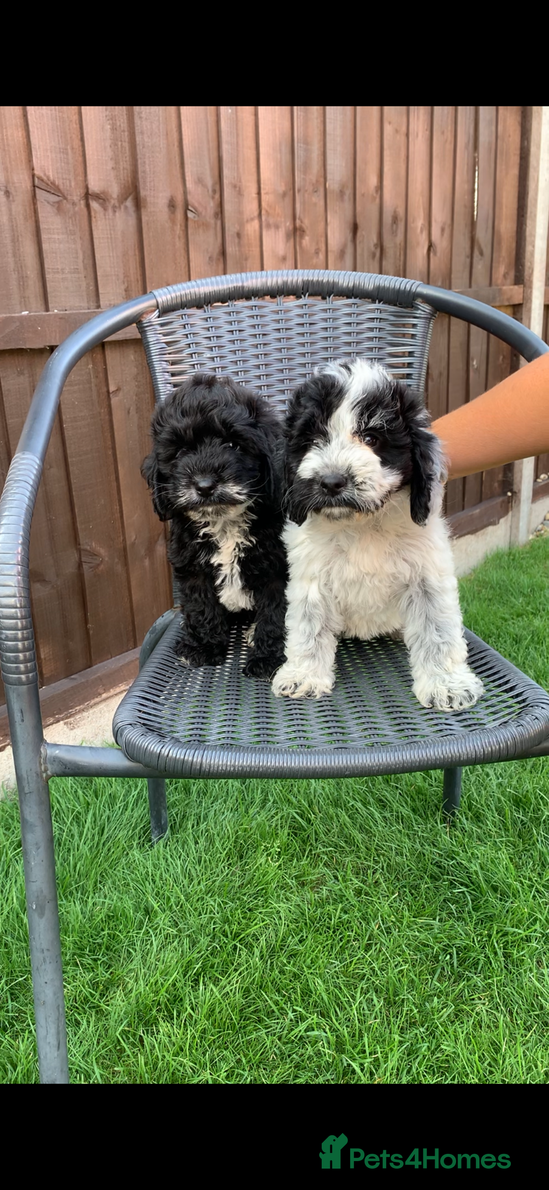 Cockapoo dogs for sale: Cockapoo pups - Image 1