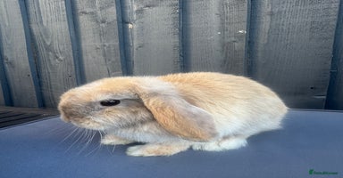 Mini Lop rabbits - Advert 4