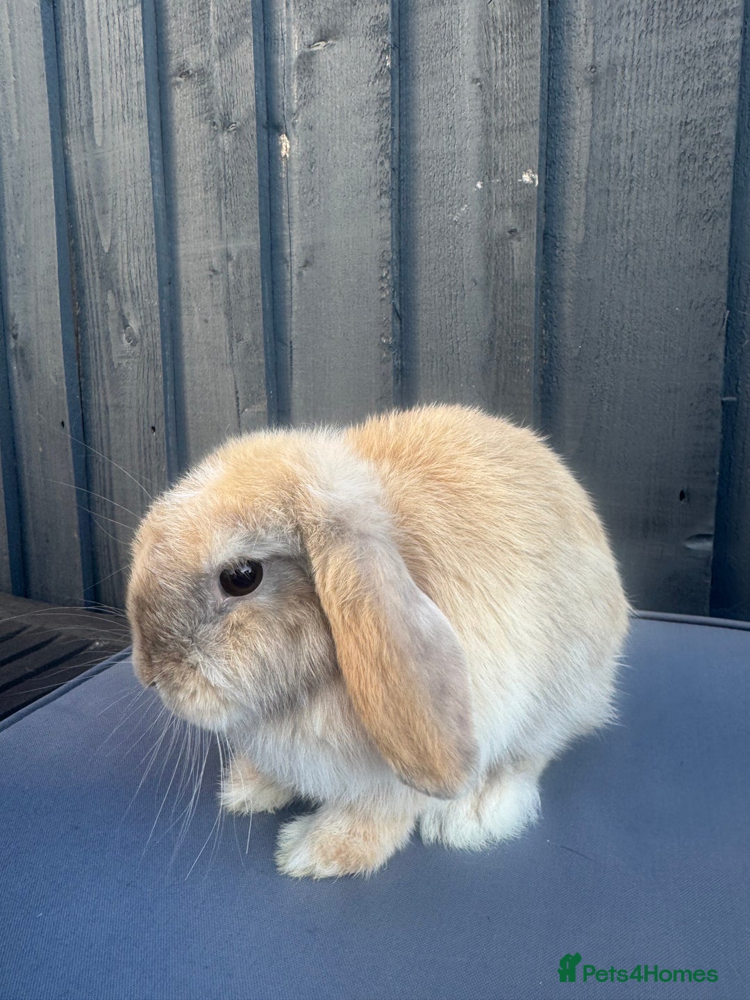 Mini Lop rabbits for sale: Mini lop Bunnies’s  - Image 2