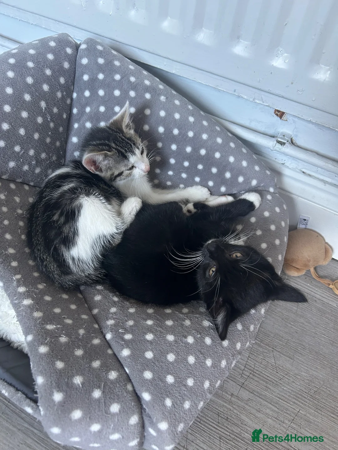 Mixed Breed cats for sale: 2 female kittens  - Advert 1