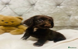 Cocker Spaniel dogs for sale: 3 boys 1 girl Ready to leave show cocker puppies  - Image 3