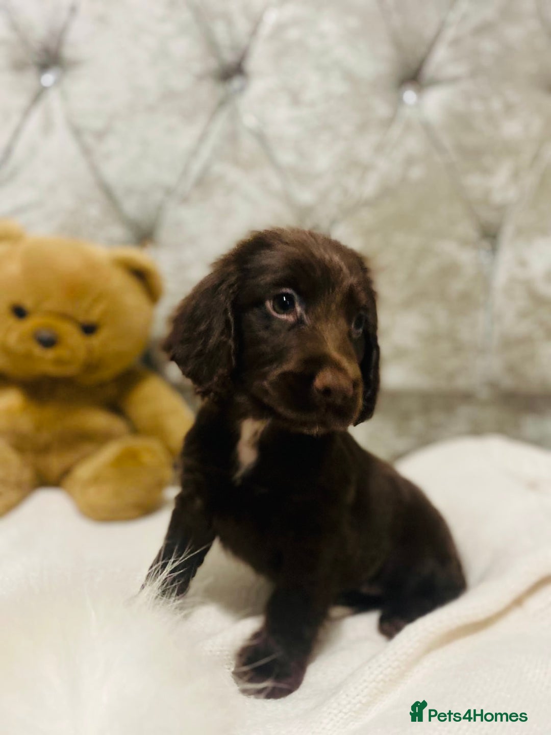 Cocker Spaniel dogs for sale: 3 boys 1 girl Ready to leave show cocker puppies  - Image 3