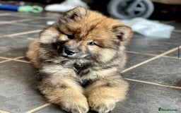 Eurasier dogs for sale: Eurasier Puppies 2026 - Image 3
