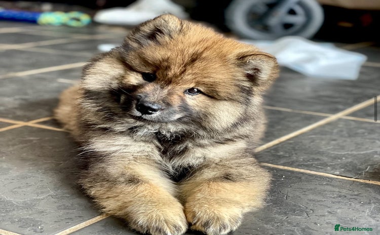 Eurasier dogs - Advert 1