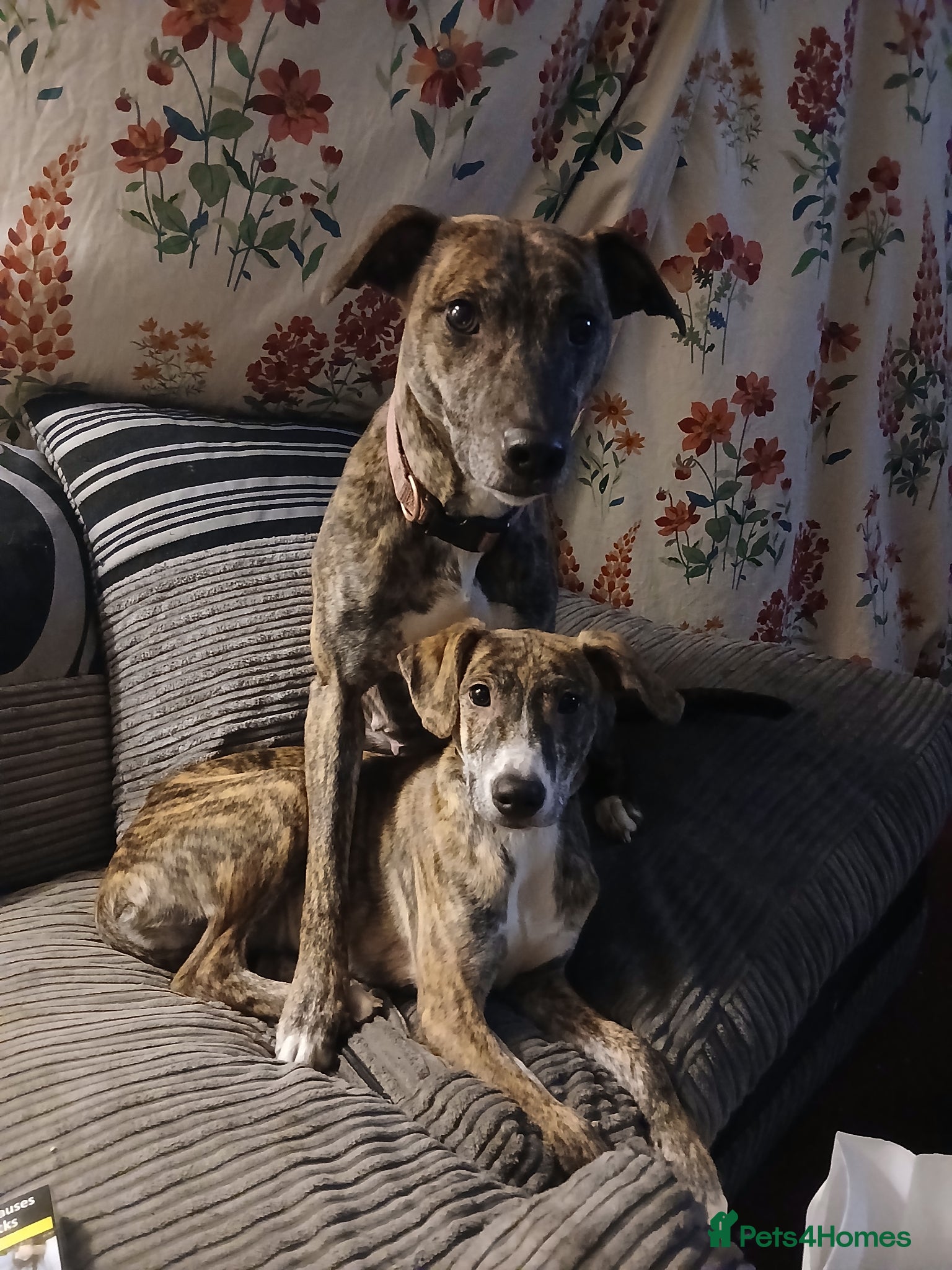 Mixed Breed dogs Puppies  - Advert 5
