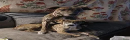 Mixed Breed dogs for sale: Puppies  - Advert 1