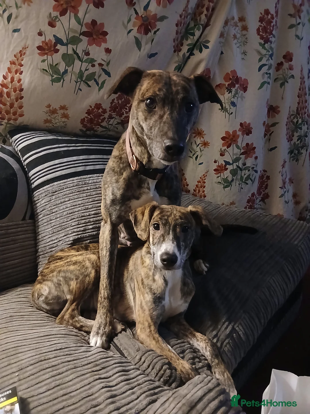 Mixed Breed dogs for sale: Puppies  - Advert 1