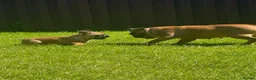 French Bulldog dogs for sale: Adorable French Bulldog Male Puppy for Sale - Advert 2