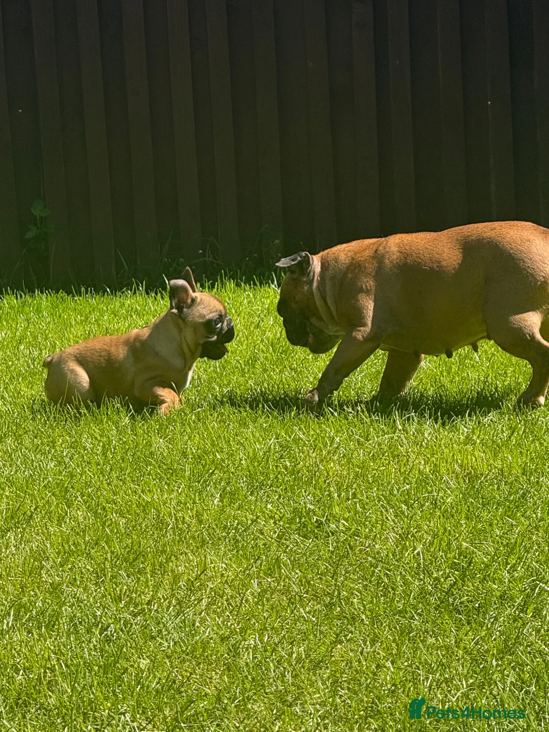 French Bulldog dogs for sale: Adorable French Bulldog Male Puppy for Sale - Advert 2