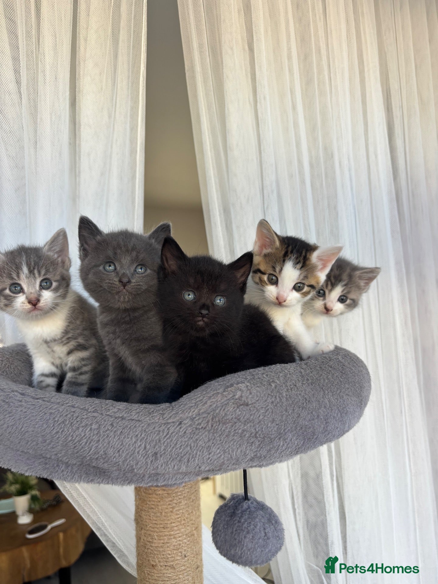Mixed Breed cats 5 Little Kittens Looking for Their Forever Homes🐾 - Advert 5