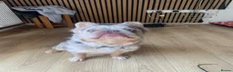 French Bulldog dogs for sale: Fluffy French bulldog  - Advert 4