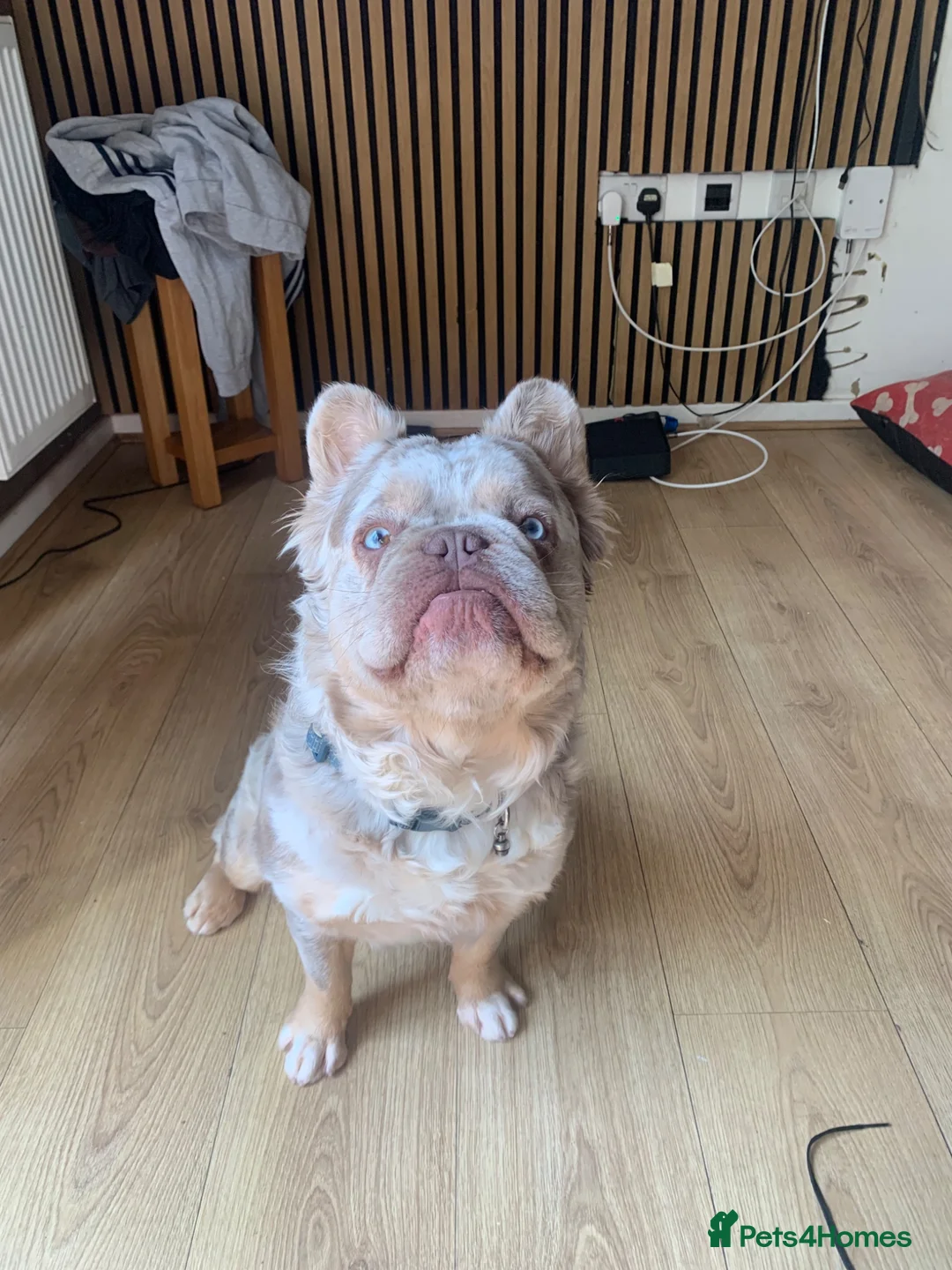 French Bulldog dogs for sale: Fluffy French bulldog  - Advert 4