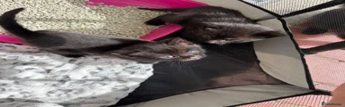 Mixed Breed Kitten 3