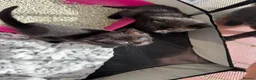 Mixed Breed cats for sale: Four lovely little kittens  - Advert 9