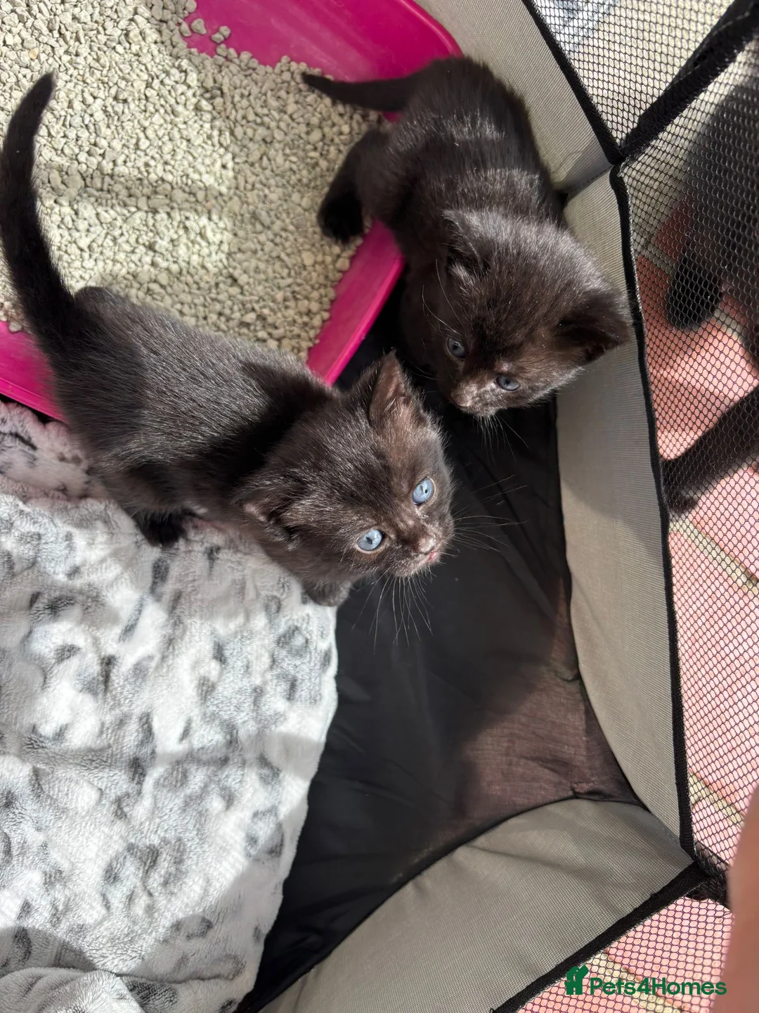 Mixed Breed cats for sale: Four lovely little kittens  - Advert 9