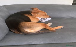 Jack Russell dogs for stud: Stud Available – Jack Russell Terrier - Image 5