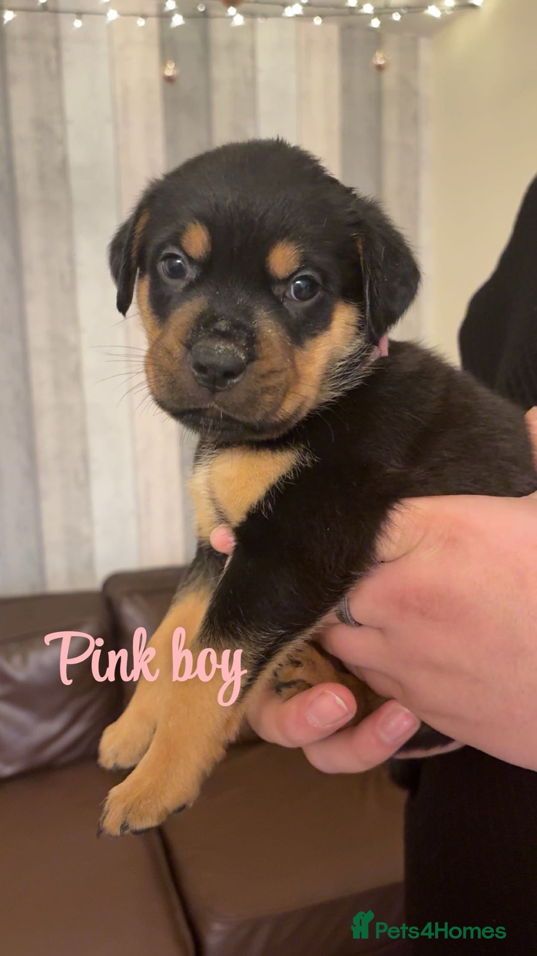 Mixed Breed dogs for sale: Gorgeous bullmastiff x Rottweiler puppies - Advert 3