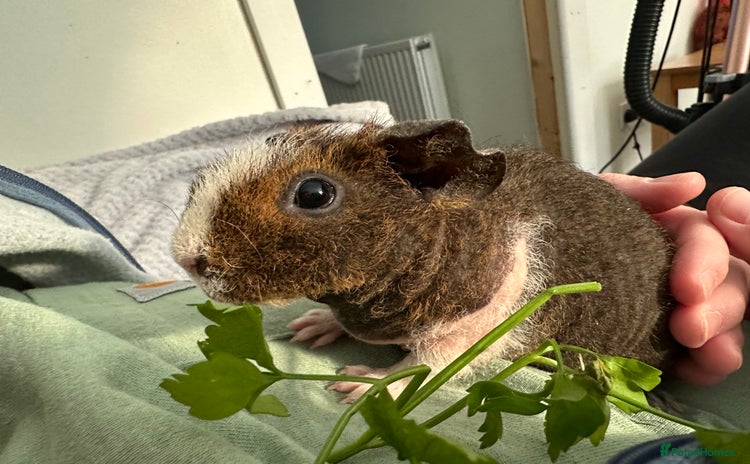 Guinea Pig rodents - Advert 1