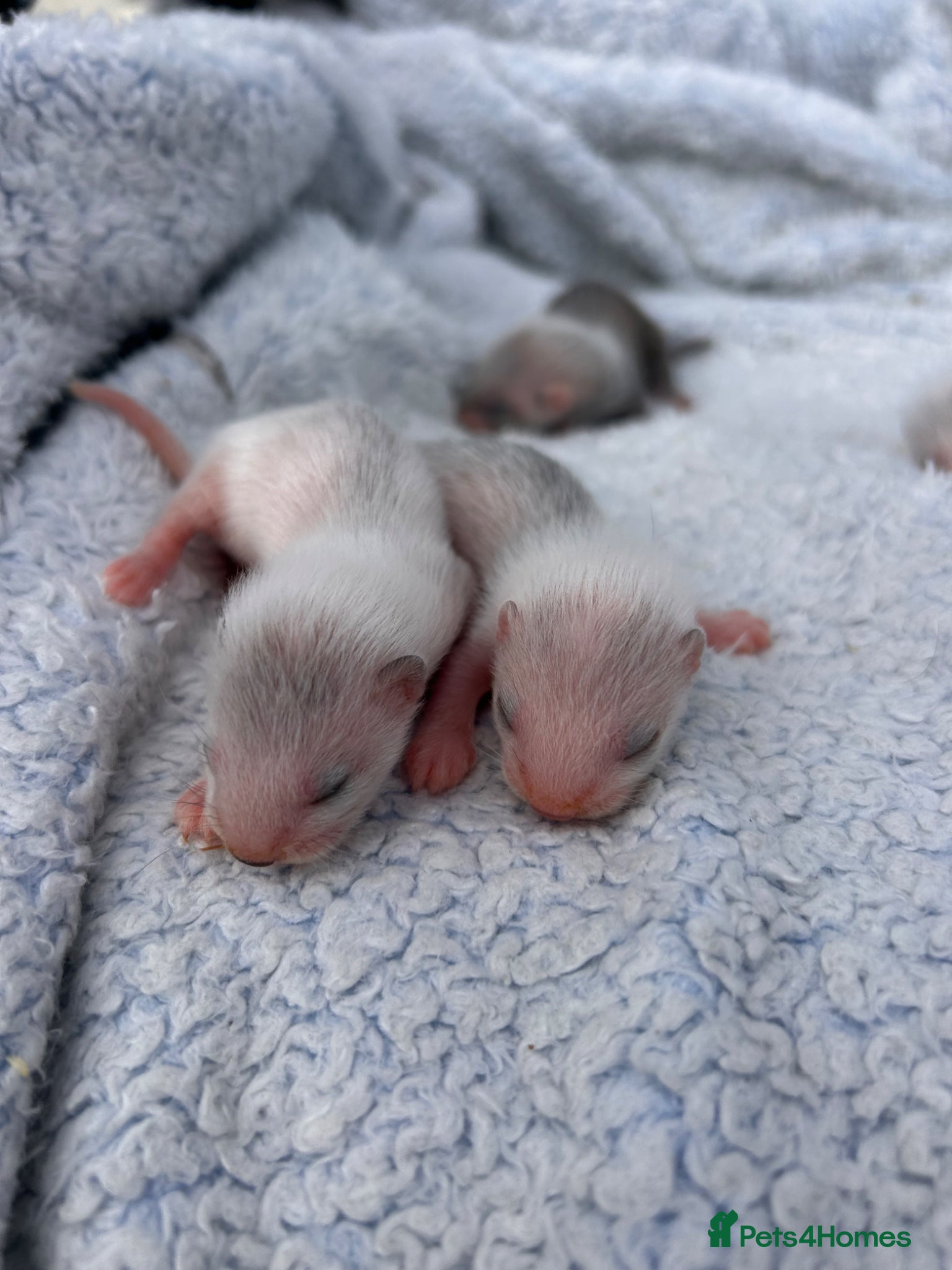 Ferret rodents for sale: Silver/marked semi angora ferrets.Ready in 4/5week - Advert 7