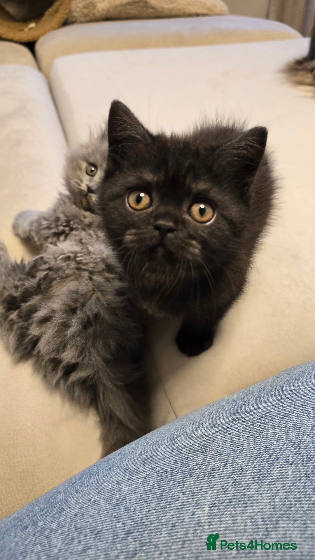 British Shorthair cats for sale: 💫RARE💫 BLACK SMOKE FEMALE & BLUE LONGHAIR MALE  - Advert 14