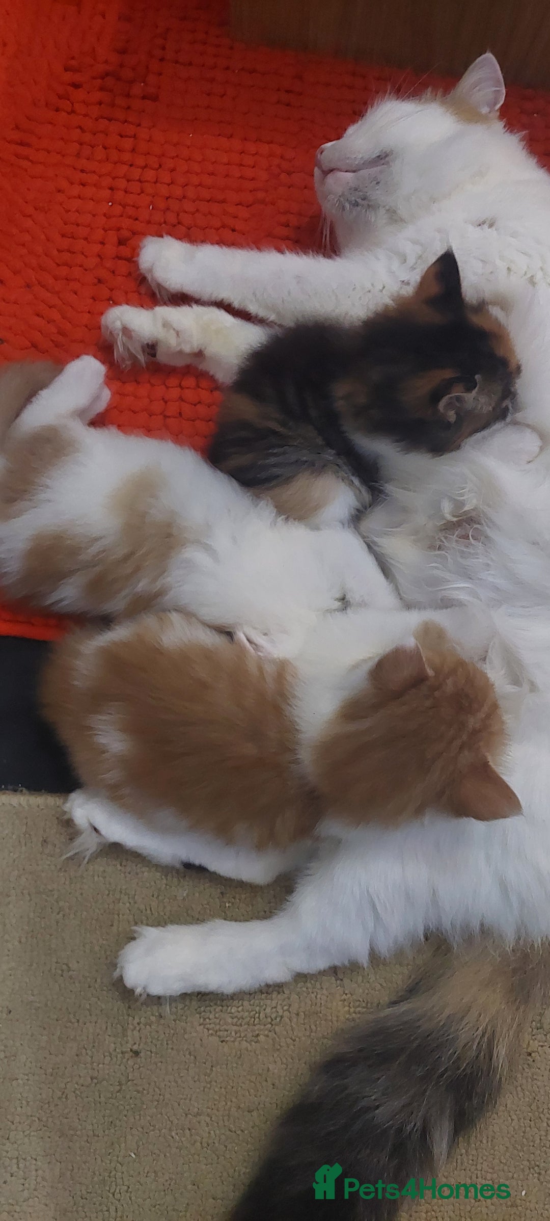Mixed Breed cats for sale: 3 fluffy kittens - Advert 11