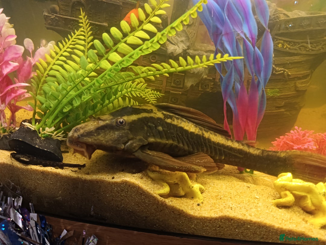Plecos fish for sale: 10inch rusty pleco  - Advert 4