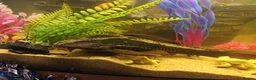 Plecos fish for sale: 10inch rusty pleco  - Advert 4