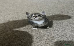 Mixed Breed cats for sale: Kittens - Image 1