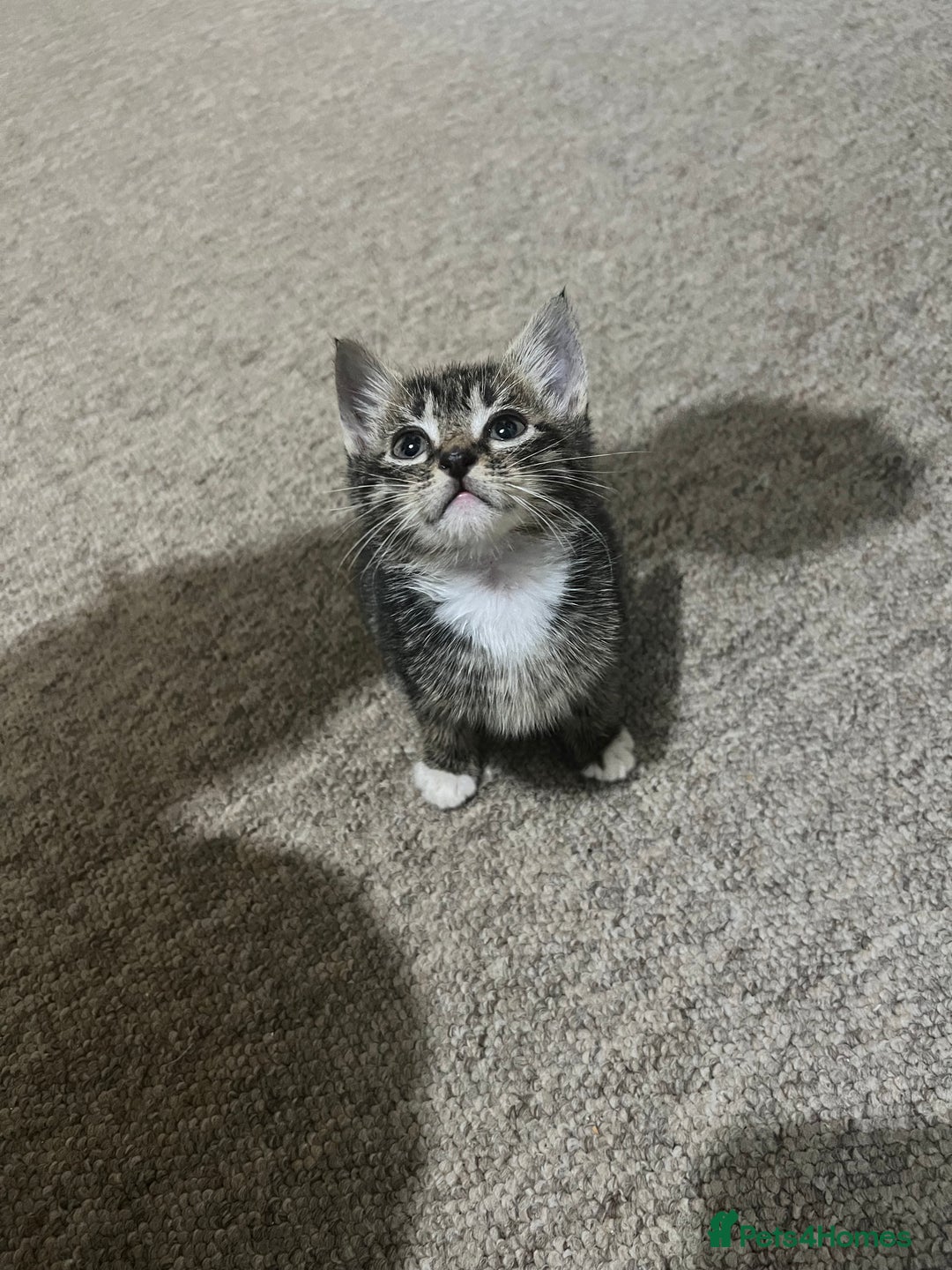 Mixed Breed cats for sale: Kittens - Image 1