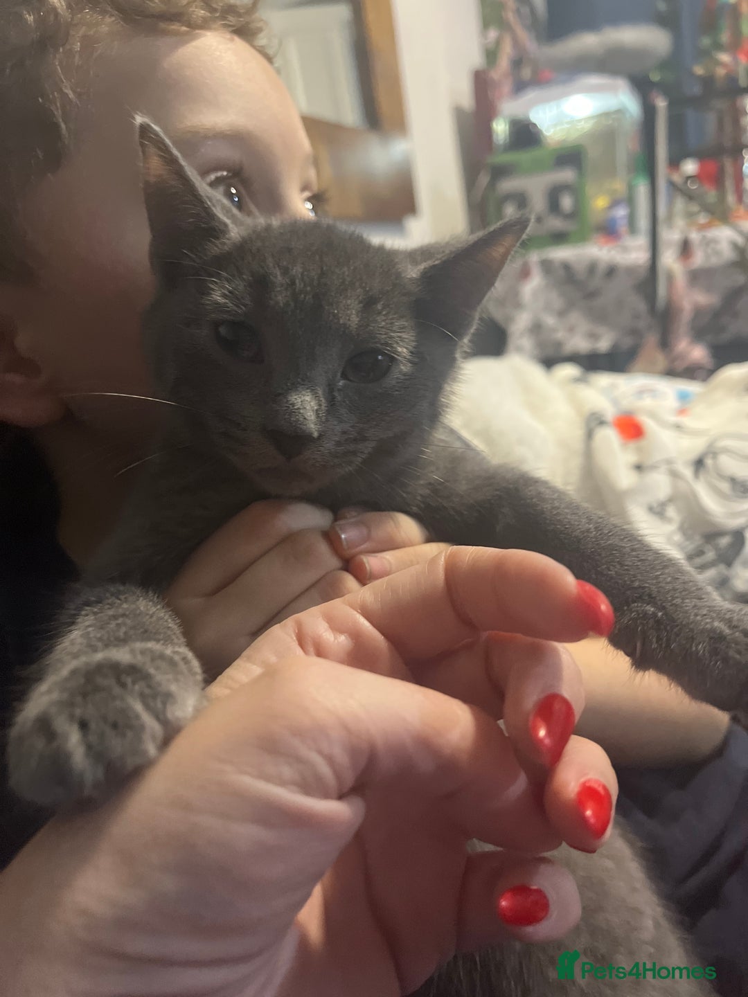 Russian Blue cats for sale: 1 male Russian blue kitten left - Advert 2