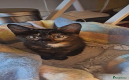 Brazilian Shorthair cats for sale: Tortoiseshell kittens female 2 available  - Image 2