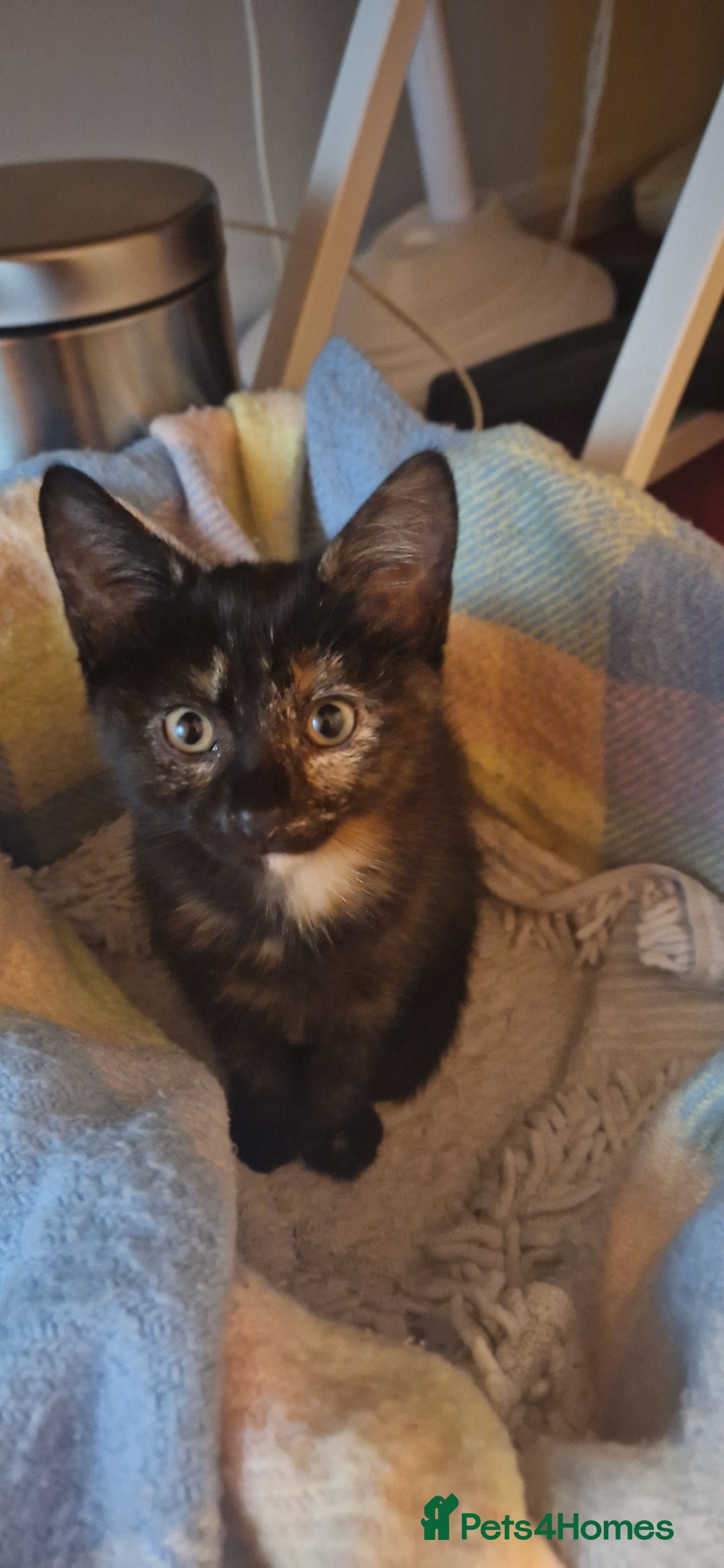 Brazilian Shorthair cats for sale: Tortoiseshell kittens female 2 available  - Image 2