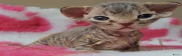 Devon Rex cats for sale: Beautiful Devon Rex Kittens For Sale - Advert 24