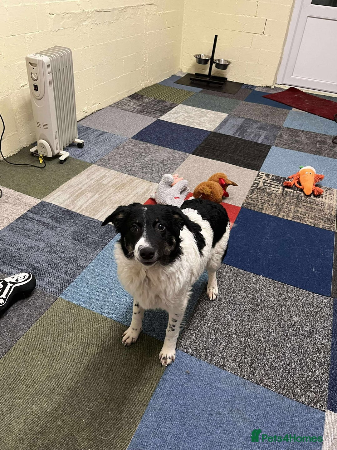 Mixed Breed dogs for adoption: TILLY - Advert 5