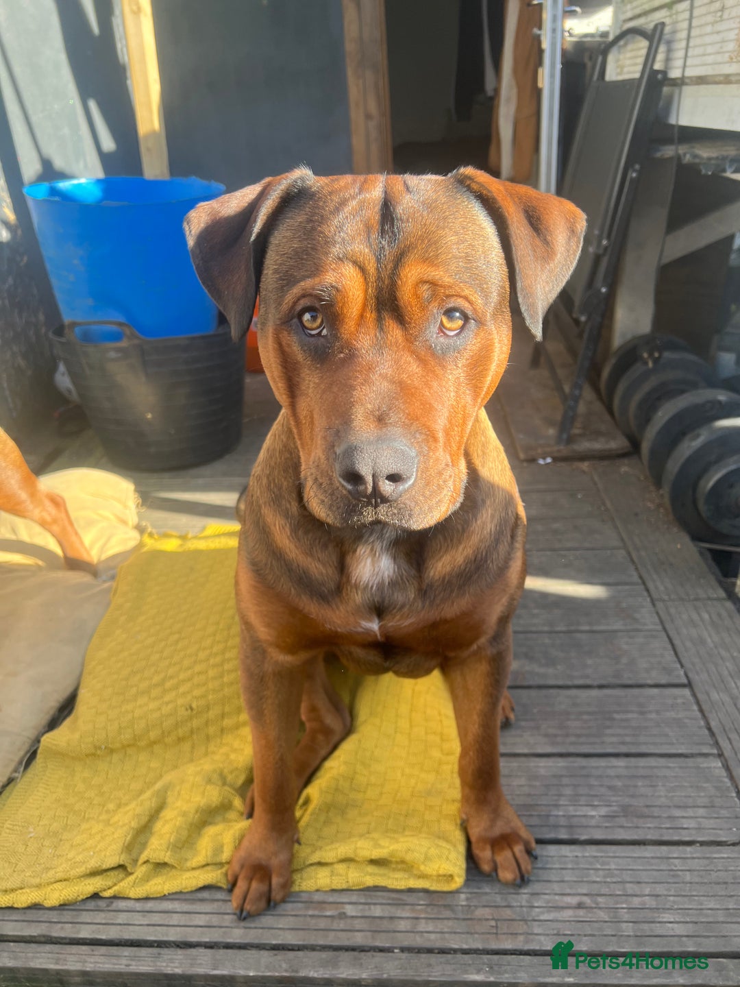 American Bull Staffy dogs for stud: Crash Bandicoot Staffweiler e ATAT d DNA tested ✅✅ - Image 18