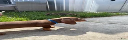 Miniature Dachshund dogs for sale: 2 BEAUTIFUL BOYS READY! - Advert 7