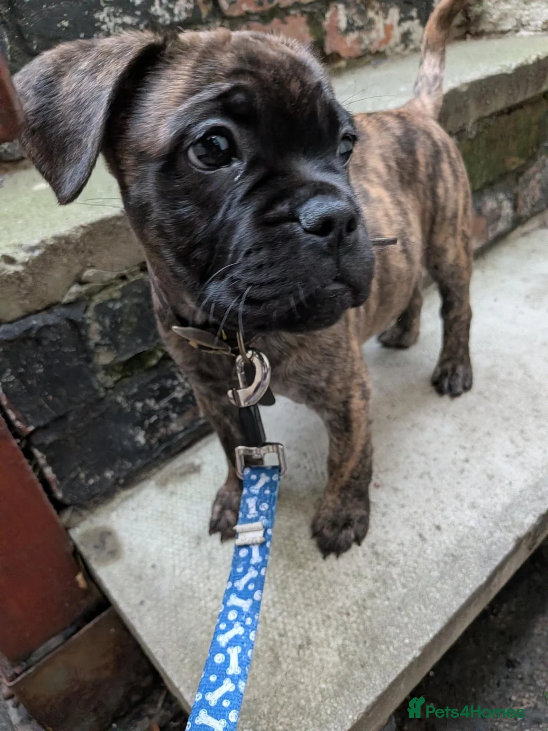 Mixed Breed dogs for sale: Staffy X Frenchie Cross 11 Weeks Old - Advert 1