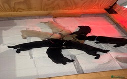 Labrador Retriever dogs for sale: Labrador Puppies available  - Image 8
