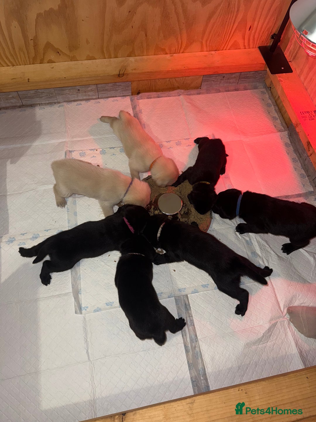 Labrador Retriever dogs for sale: Labrador Puppies available  - Image 8