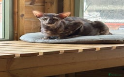 Oriental cats for sale: Gccf Beautiful oriental and Siamese ki - Image 4