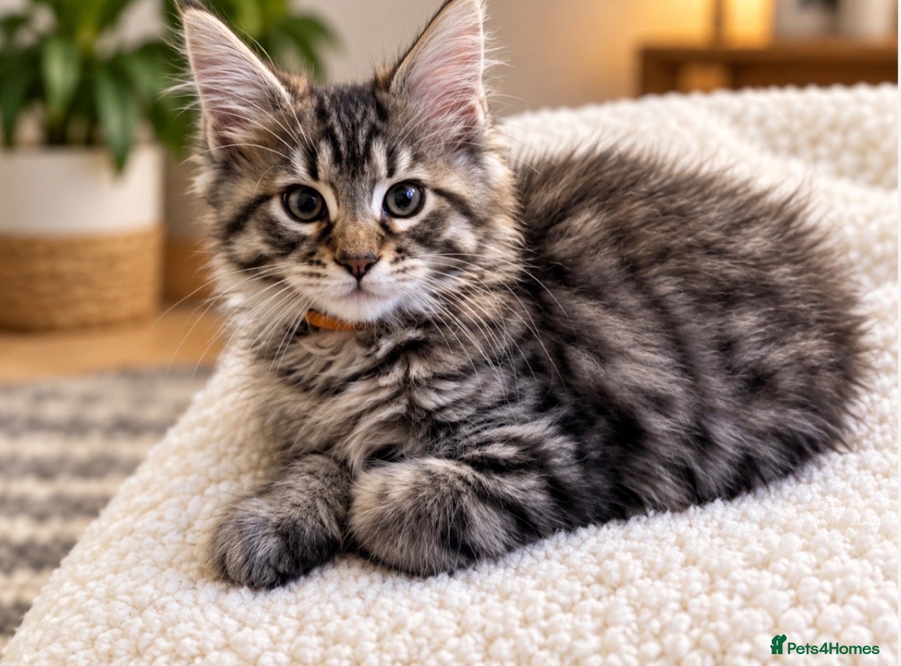 Maine Coon cats Show quality Maine coon kittens - Advert 2