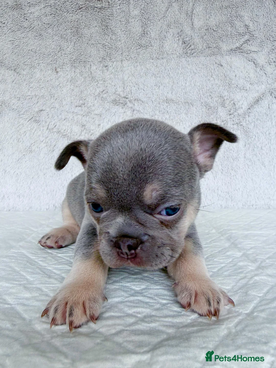 French Bulldog dogs for sale: KC registered new shade French Bulldog puppies - Advert 27