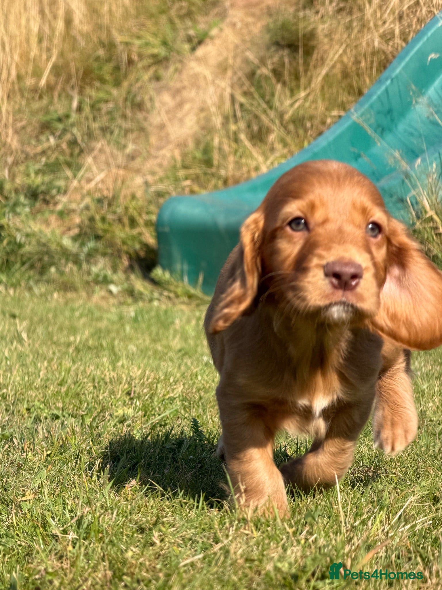 Cocker Spaniel dogs Red Male KC Registered working Cockers pups - Advert 1