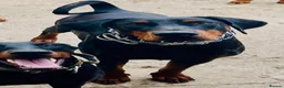 Dobermann dogs for sale: KC registered exclusive Dobermann puppies  in Wickford - Advert 27