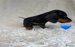 Miniature Dachshund dogs for sale: Miniature duscuhund  - Image 17