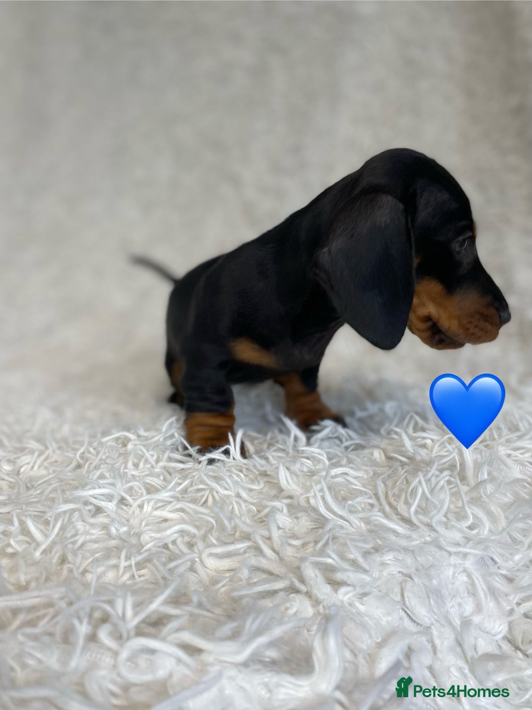 Miniature Dachshund dogs for sale: Miniature duscuhund  - Image 17